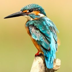 Birds Category Image