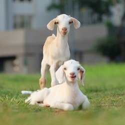 Goats Category Square