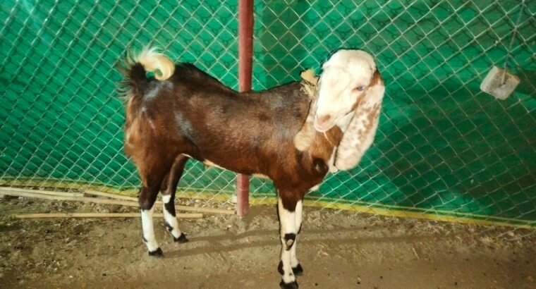 Gujri Goat 2 daat 45kg