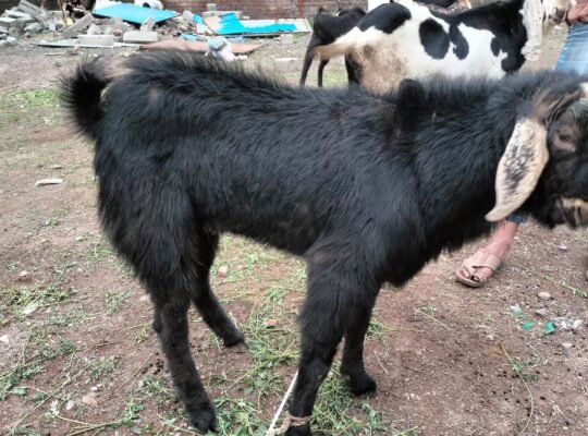 Malwa 2 daat weight 45+