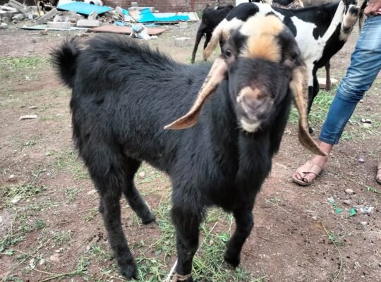 Malwa 2 daat weight 45+