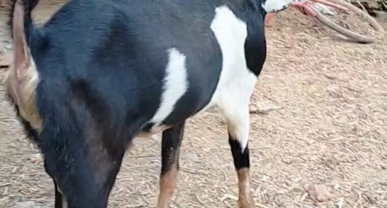 Kota goat ₹ 24000