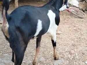 Kota goat ₹ 24000