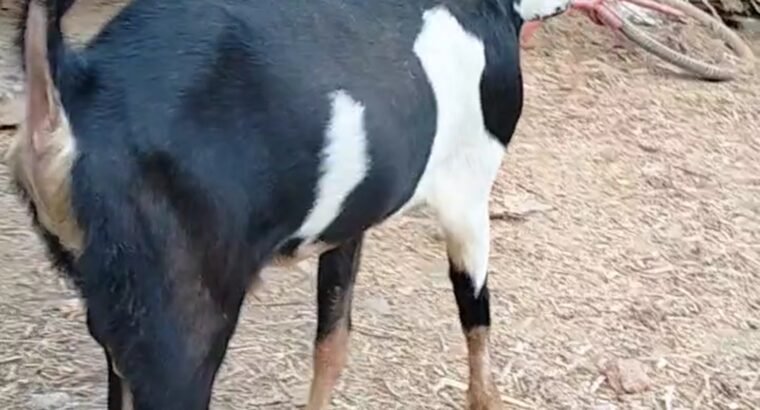 Kota goat ₹ 24000