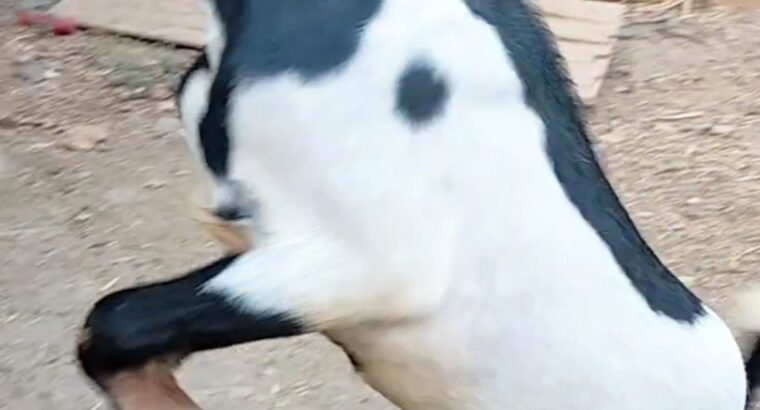 Kota goat ₹ 24000