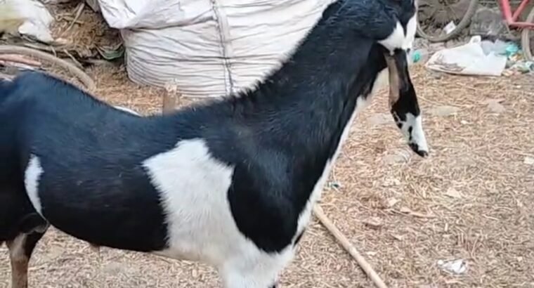 Kota goat ₹ 24000