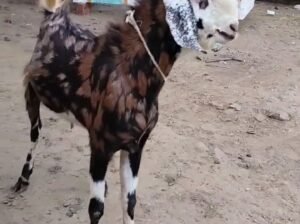 Gujri male 2 daat weight 40+