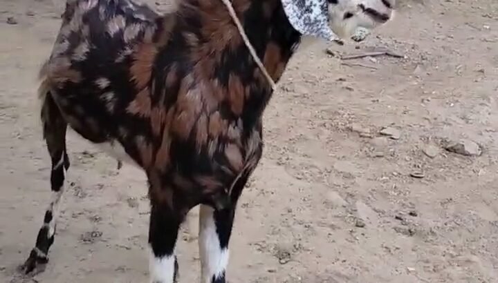Gujri male 2 daat weight 40+