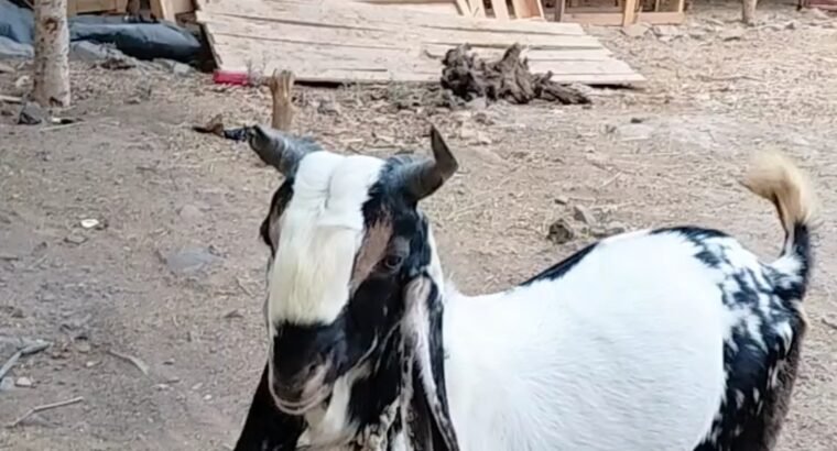 Kota