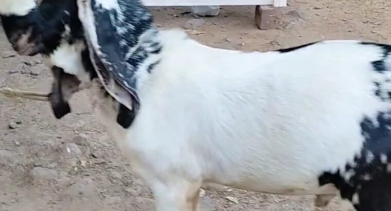 Kota