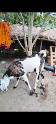 Gujri male