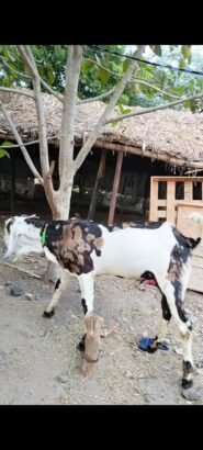 Gujri male