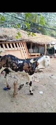 Gujri male