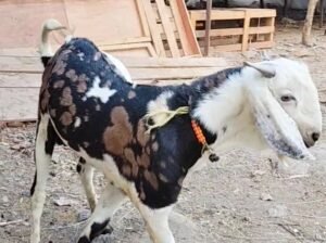 Gujri male