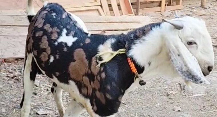 Gujri male