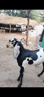 Beetal male goat