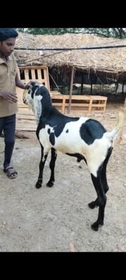 Beetal male goat