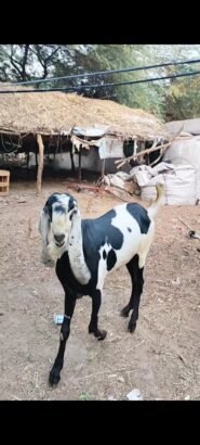 Beetal male goat