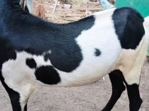 Beetal male goat