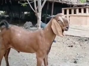 Gauran 2 daat