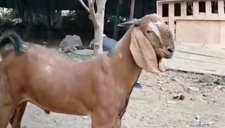 Gauran 2 daat