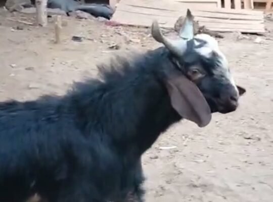 Malwa 2 daat weight 40