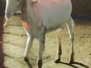 Patira female
