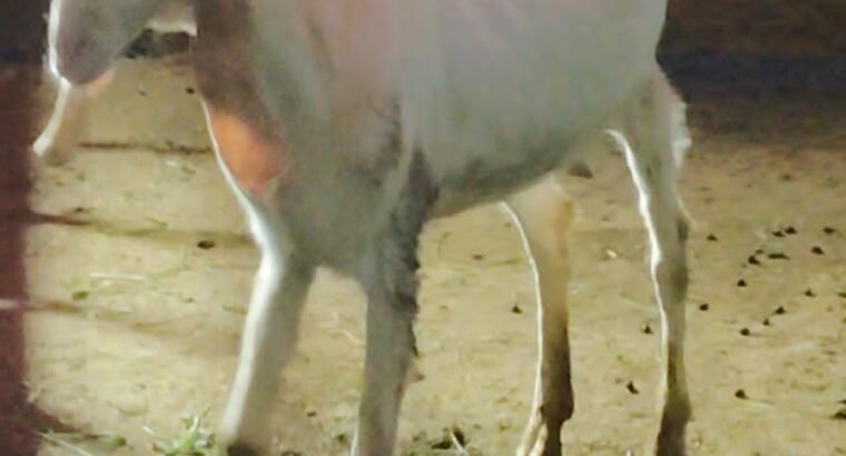 Patira female